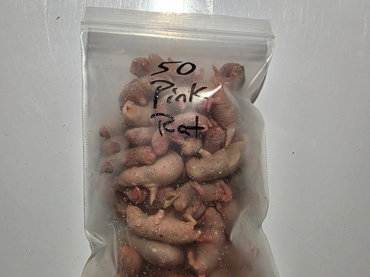 Rat – Pinky (50 pack)