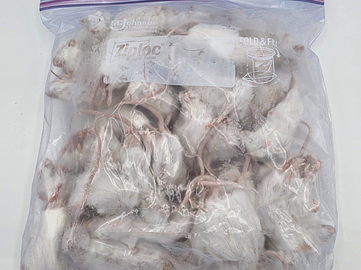 Mouse – Large (50 pack)