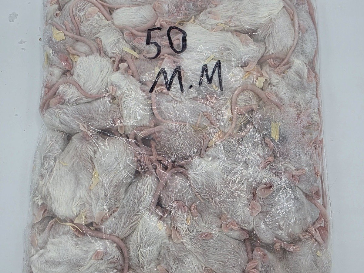 Mouse – Medium (50 pack)