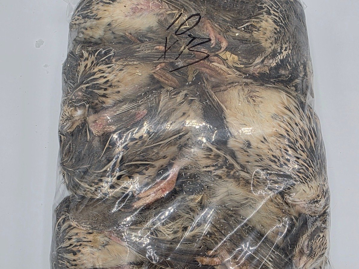 Quail – X-Breeder (10 pack)