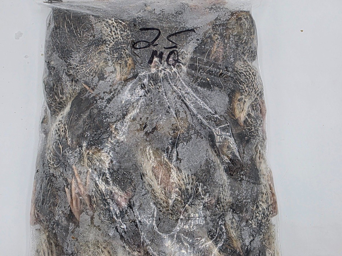 Quail – Medium (25 pack)