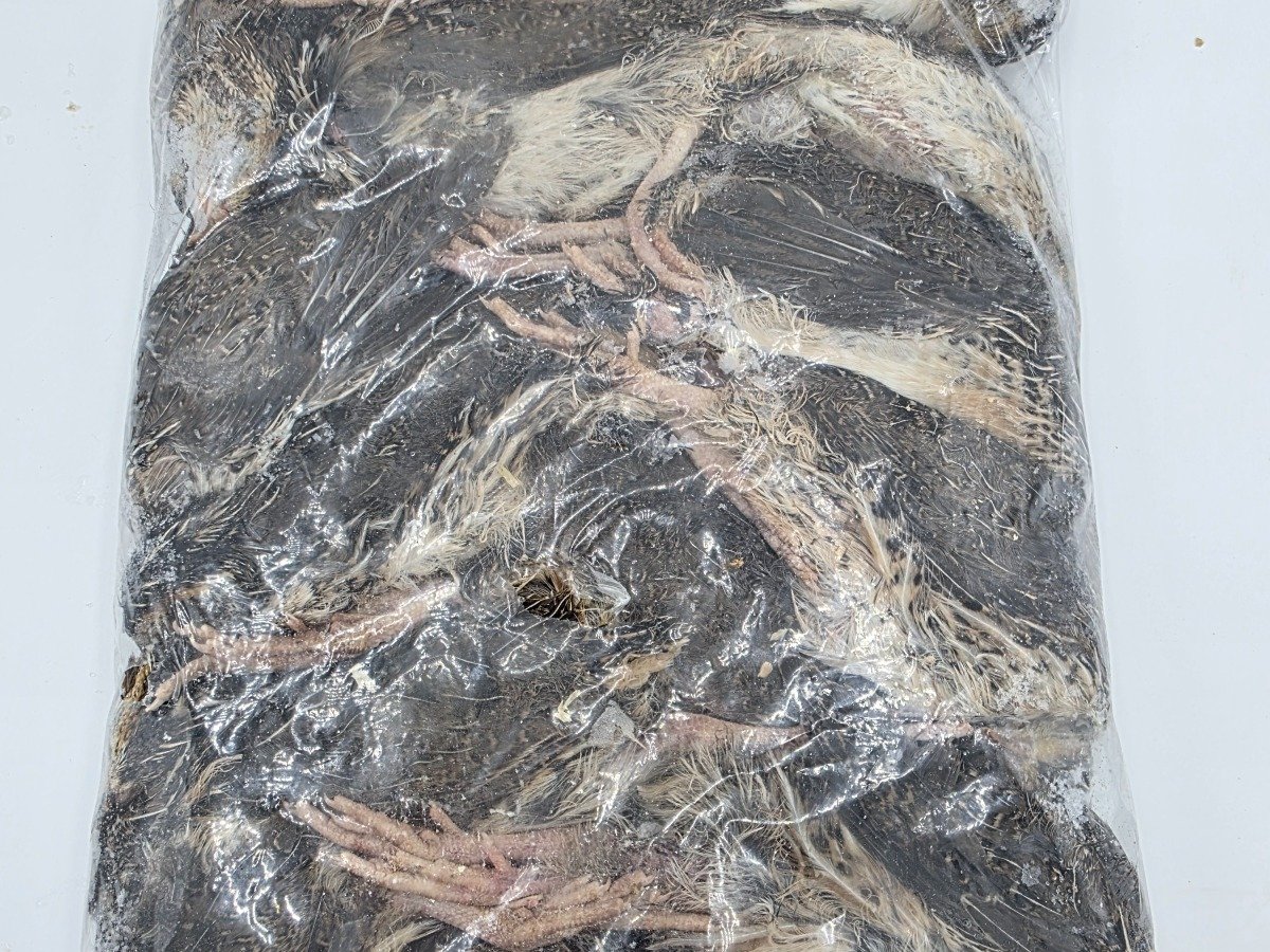 Quail – Large (15 pack)