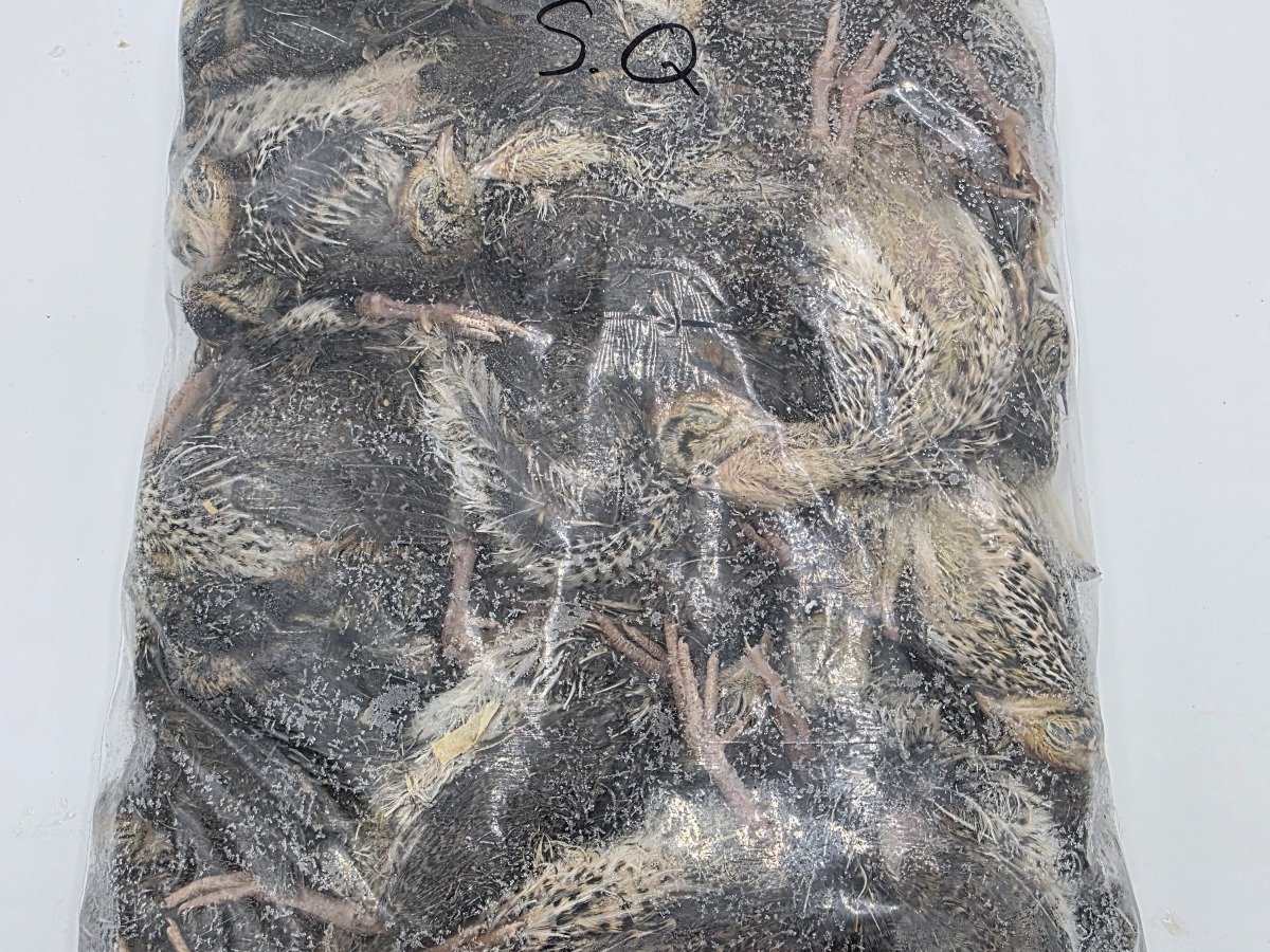 Quail – Small (40 pack)