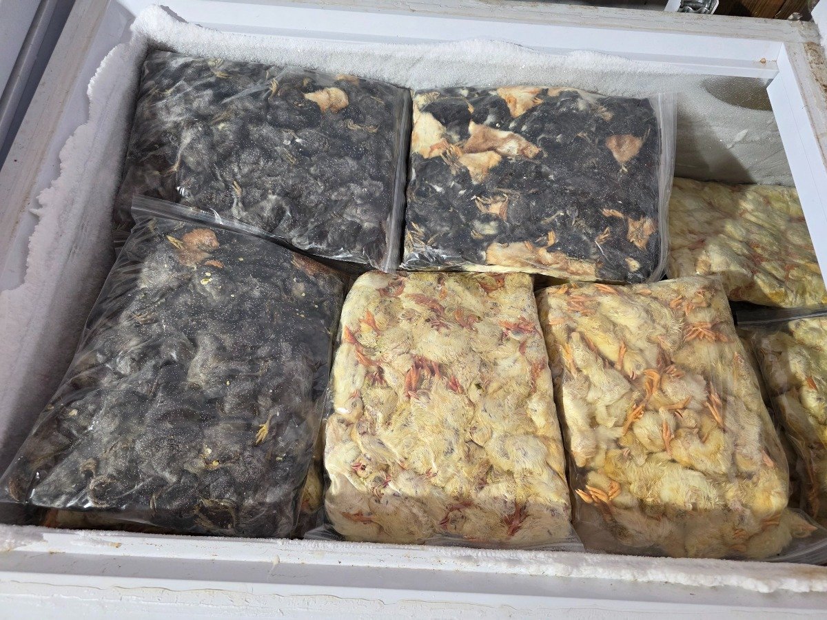 Chick – Bulk 3k (3000 pack)