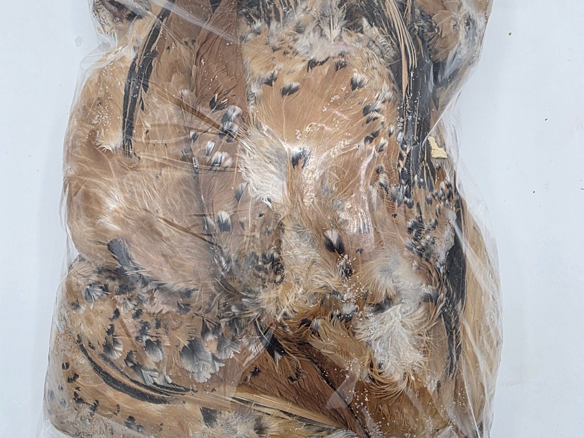 Chicken – Standard (1 pack)