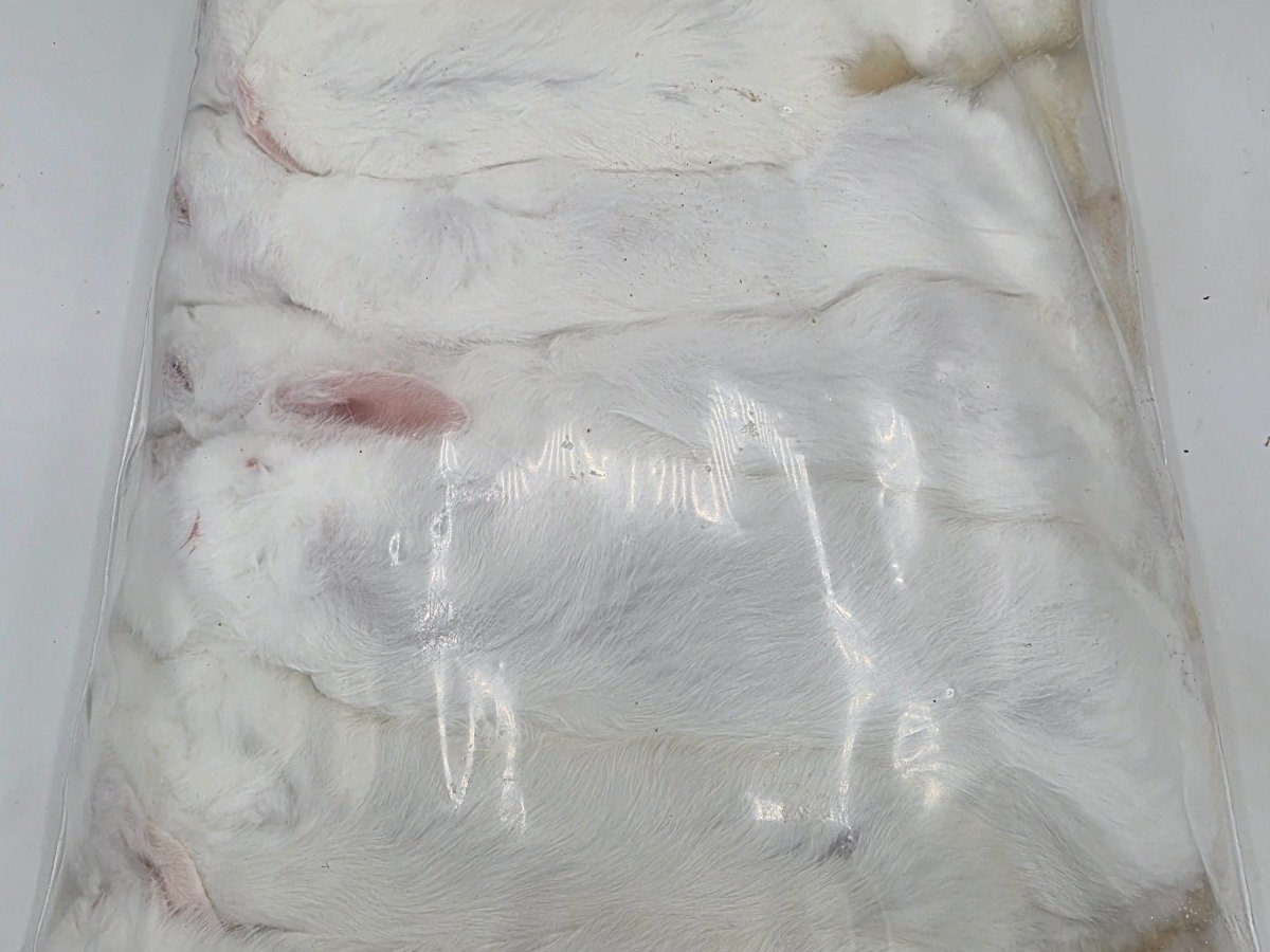 Bunny – Standard (8 pack)