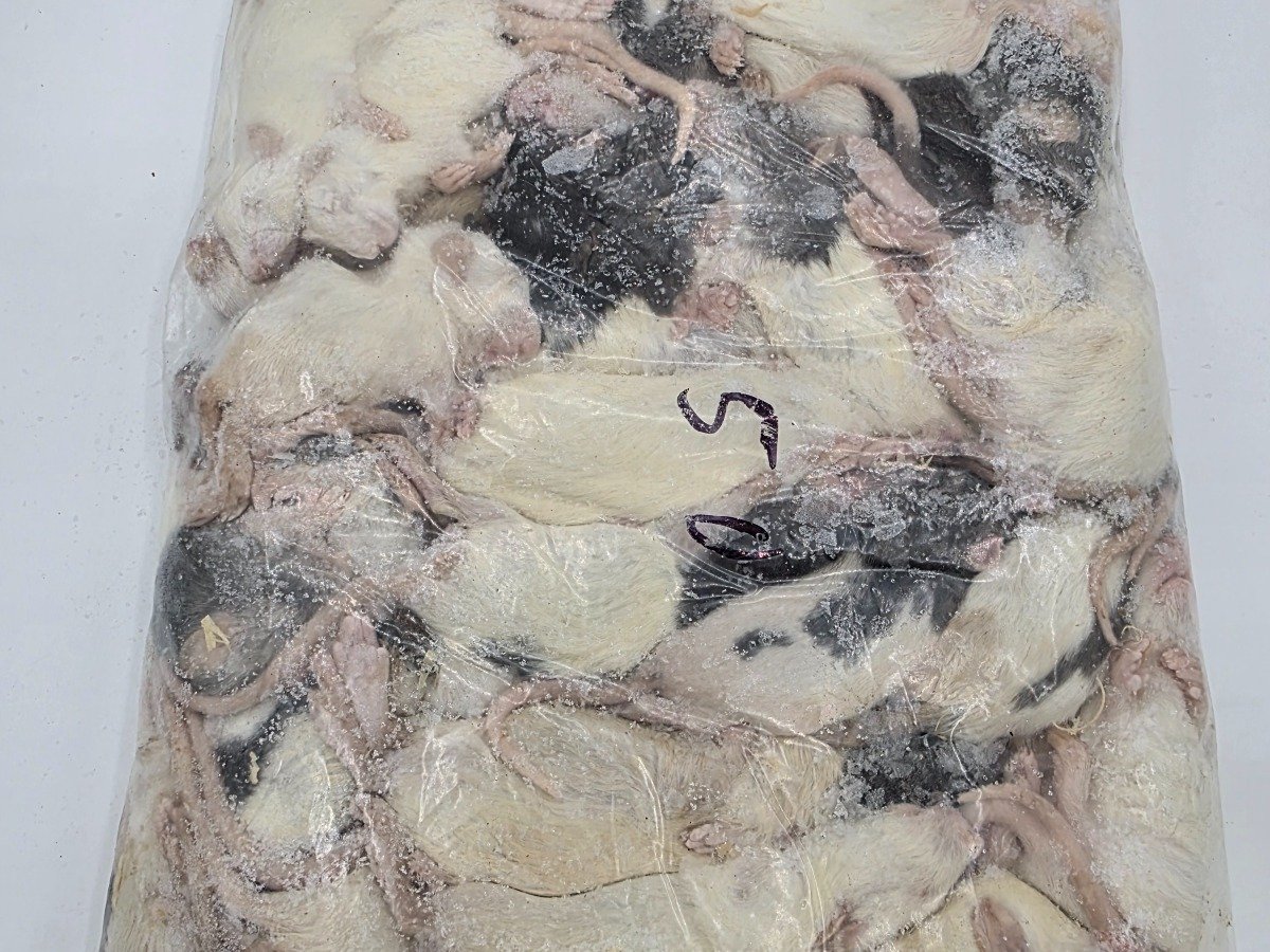 Rat – Pup / Crawler (50 pack)