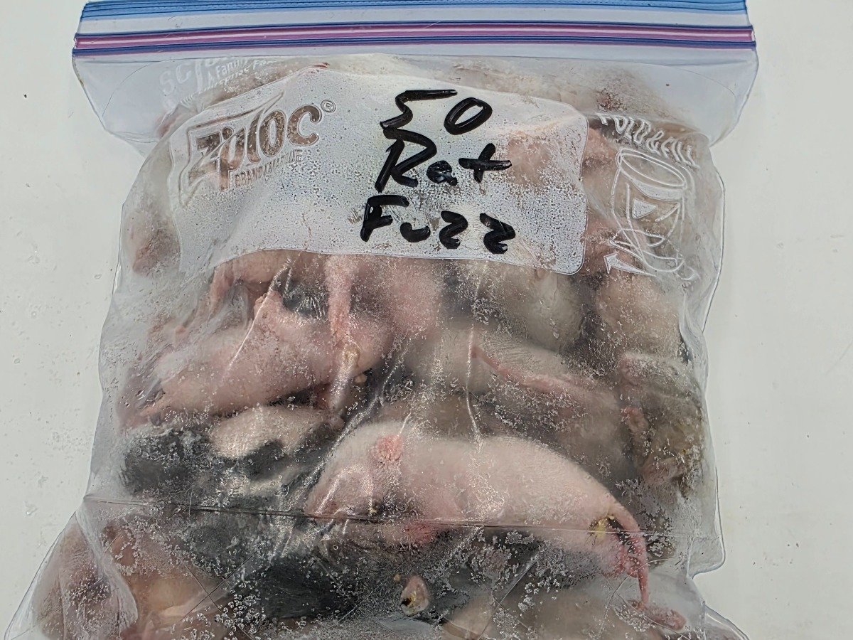 Rat – Fuzzy (50 pack)