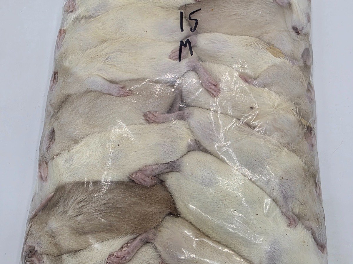 Rat – Medium (15 pack)