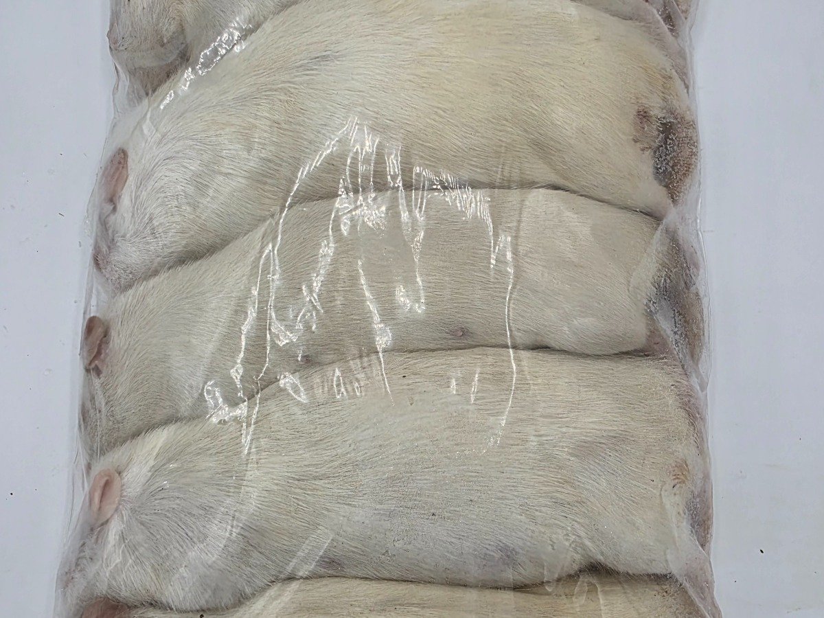 Rat – X-Breeder (5 pack)