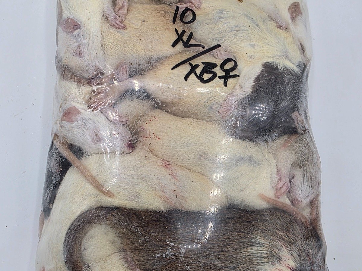 Rat – XL (10 pack)