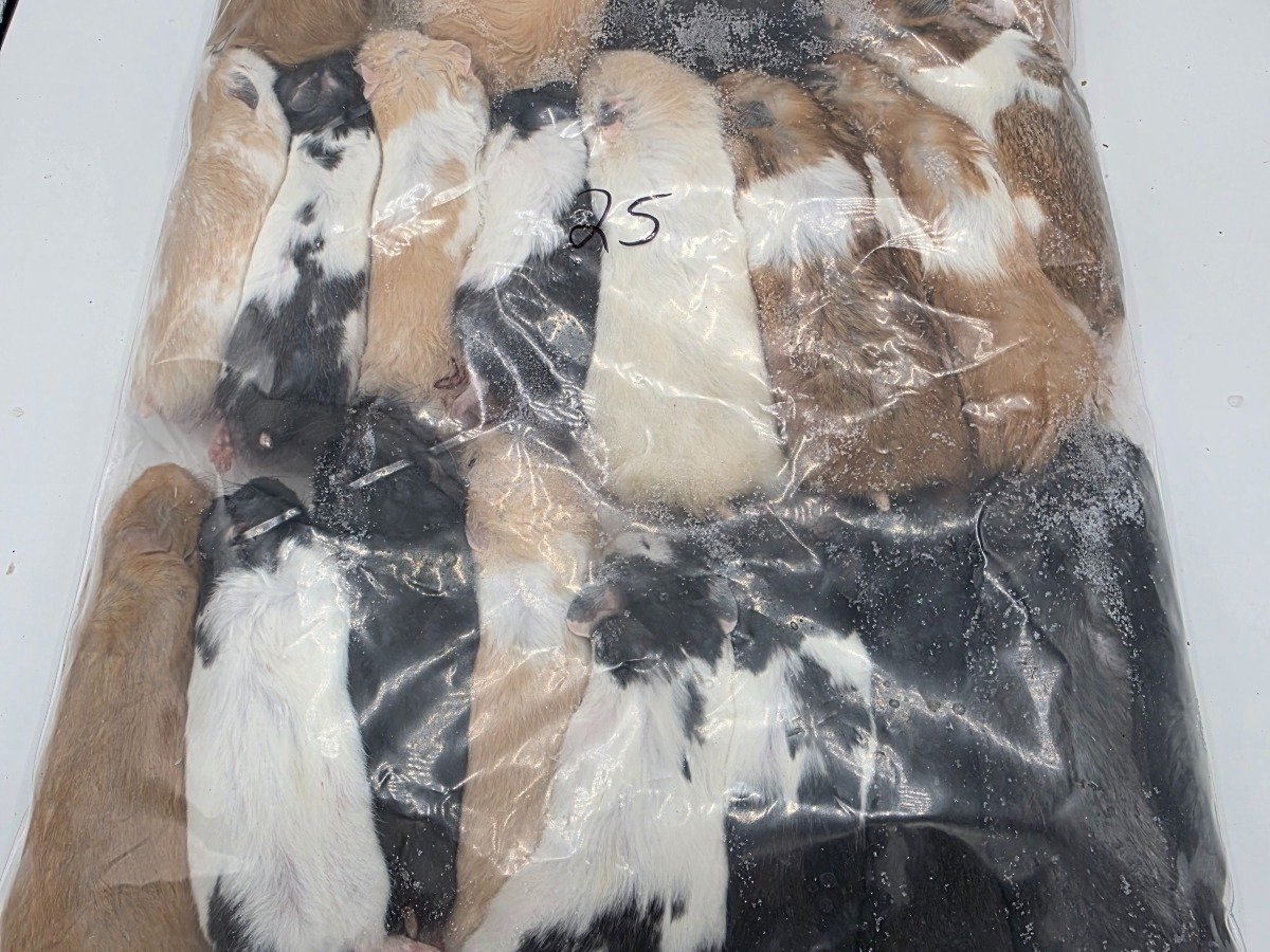 Syrian Hamster – Standard (24 pack)