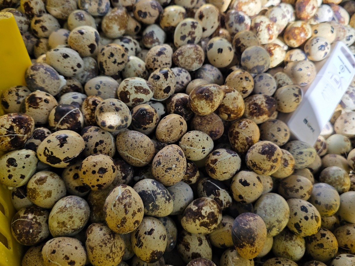 Quail - Eggs(25ct)
