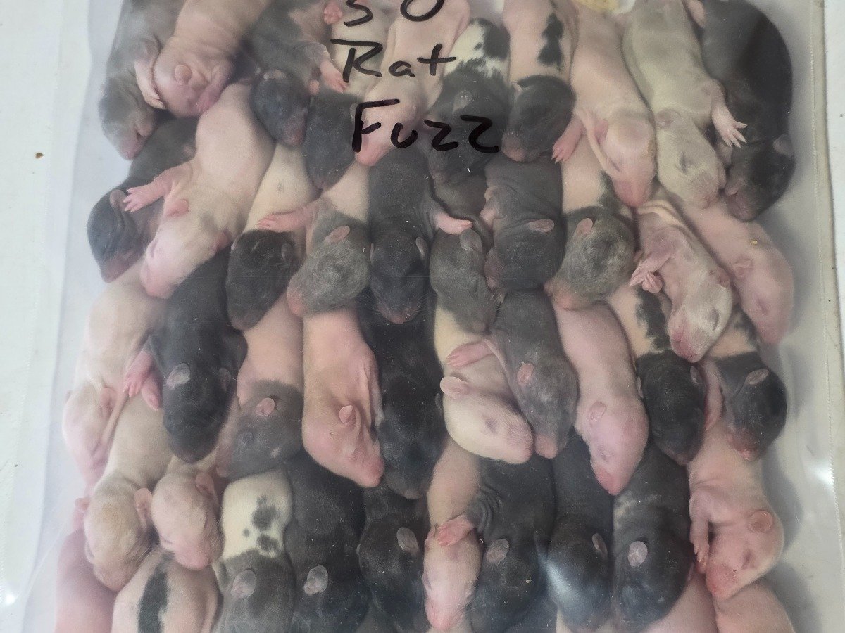 Rat – Fuzzy (50 pack)