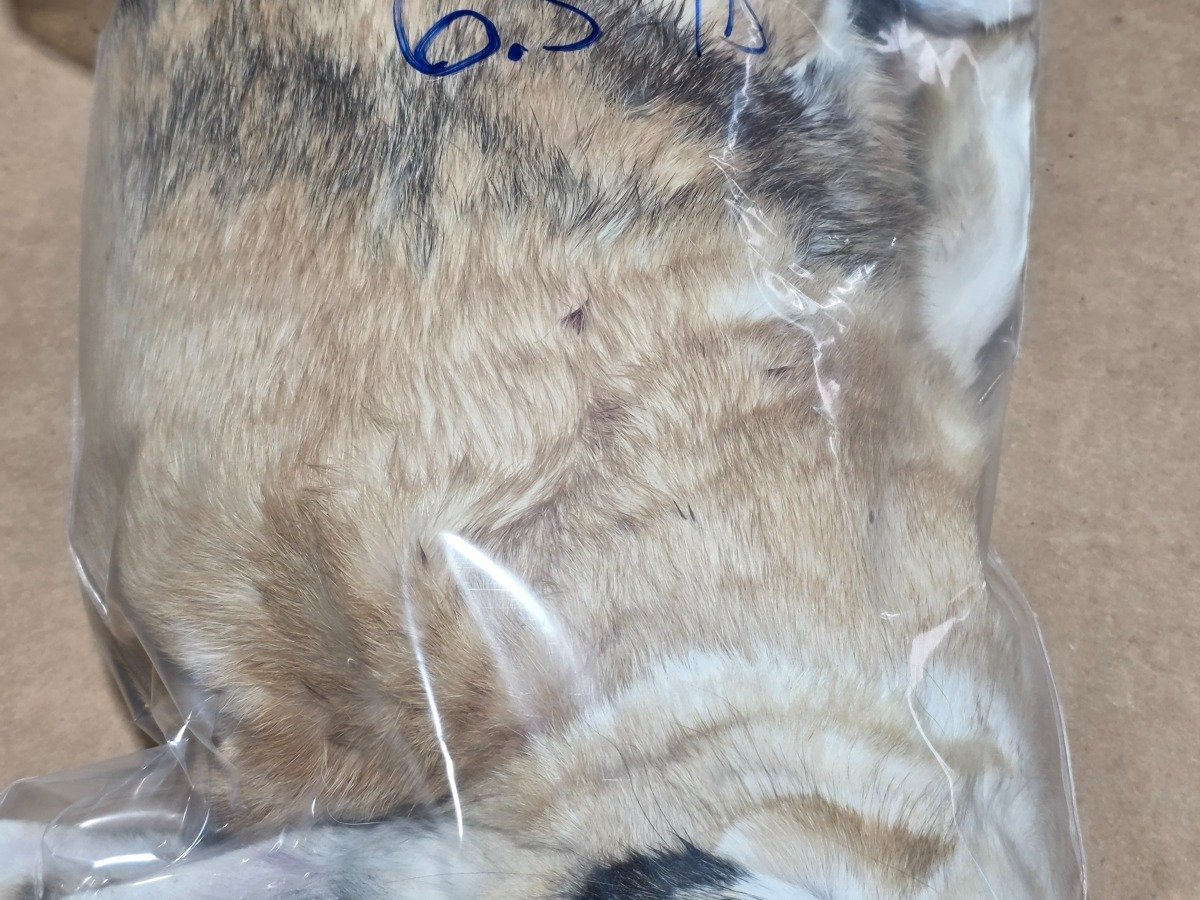 Large-rabbit