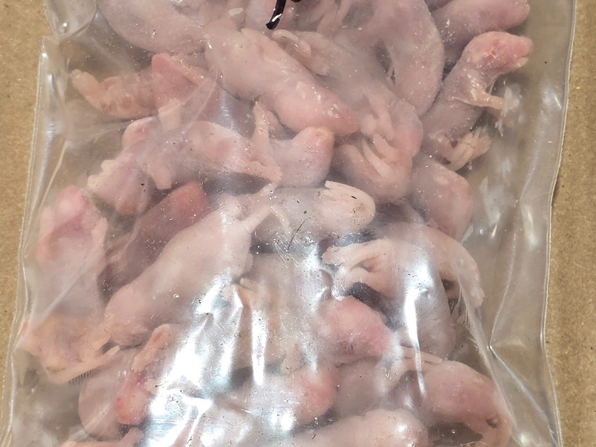 Mouse – Pinky (50 pack)