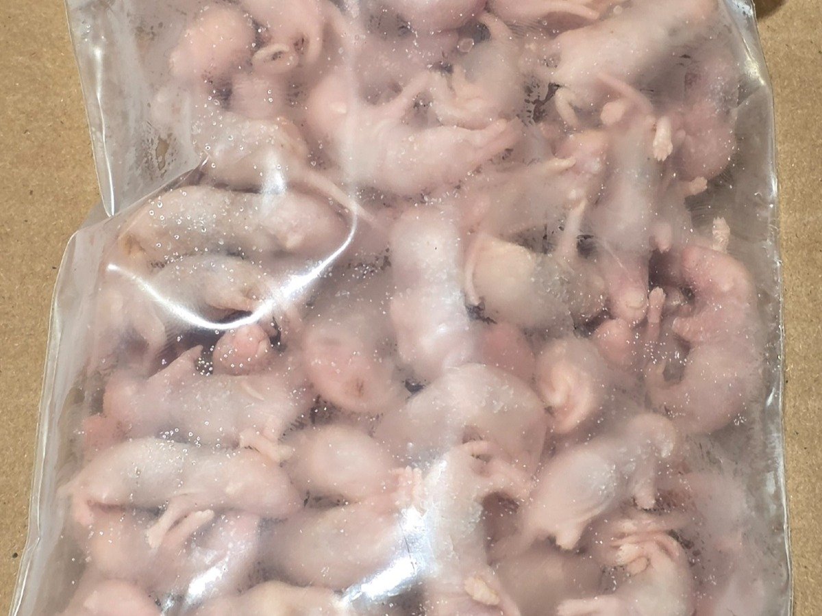 Mouse – Pinky (100 pack)