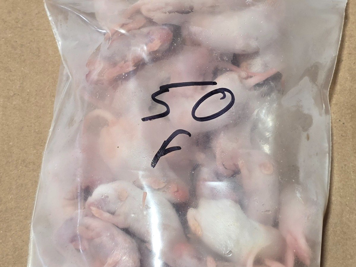Mouse – Fuzzy (50 pack)