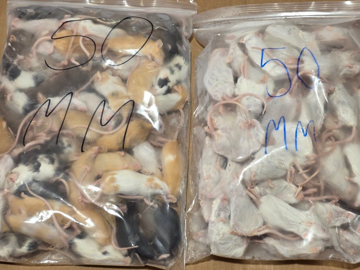 Mouse – Medium (50 pack)