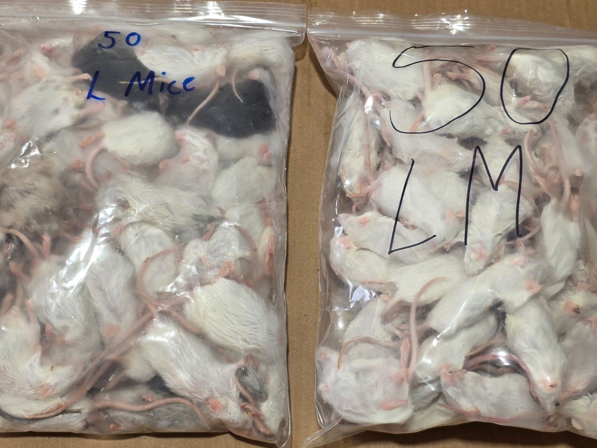 Mouse – Large (50 pack)