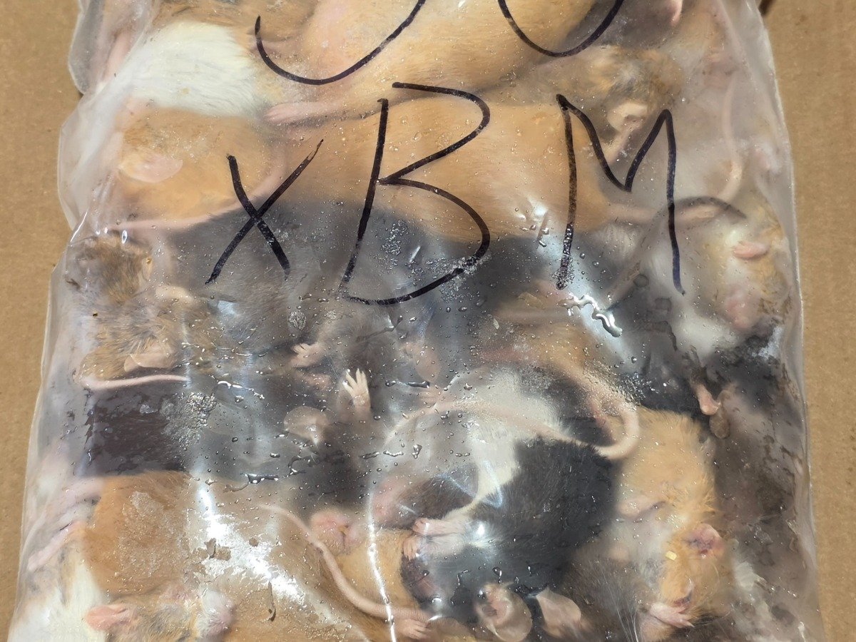 Mouse – X-Breeder (50 pack)