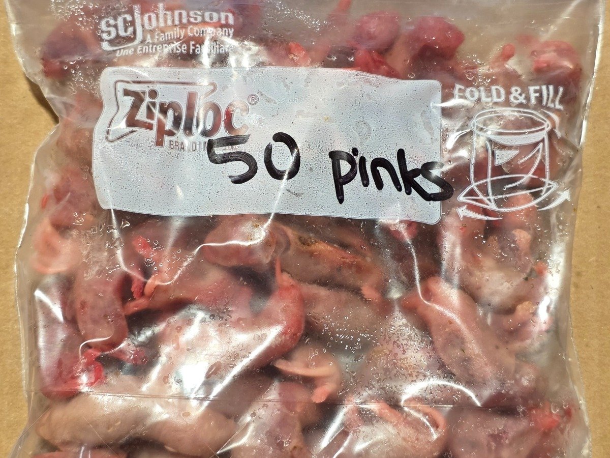 Rat – Pinky (50 pack)