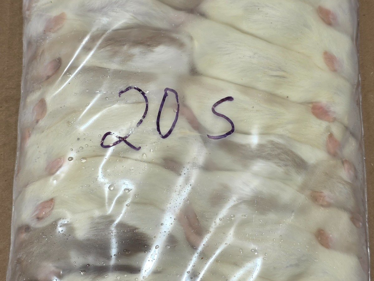 Rat – Small (20 pack)