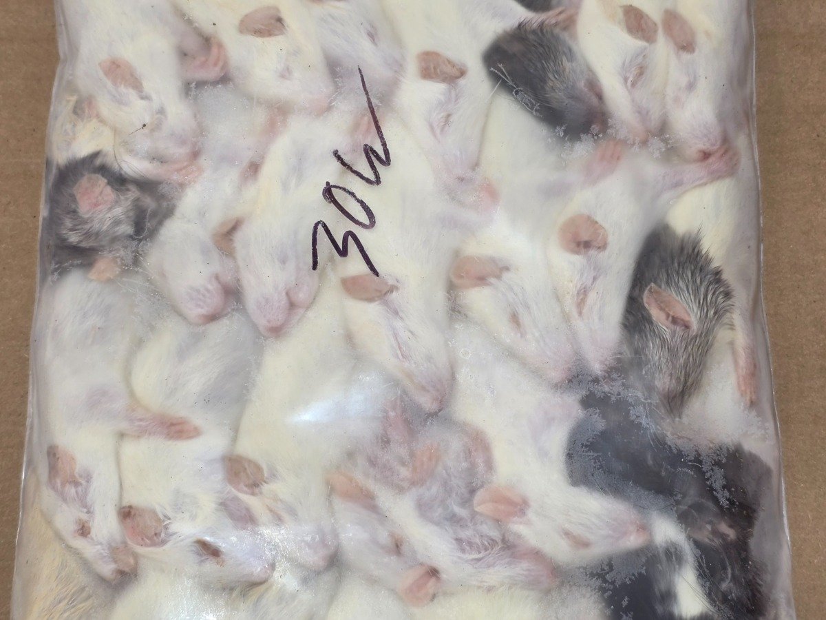 Rat – Weaned (30 pack)