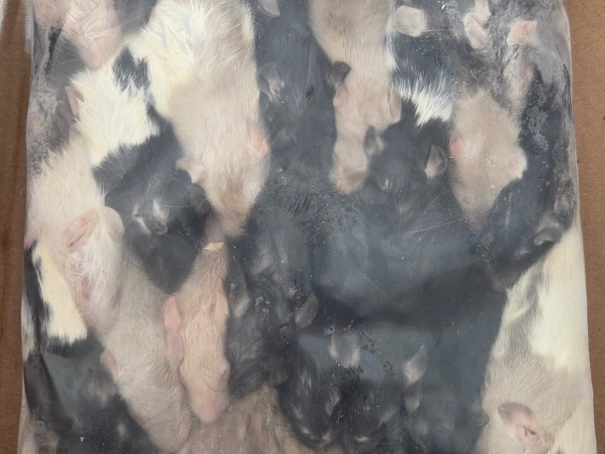 Rat – Weaned (30 pack) B-GRADE